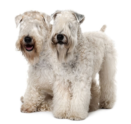 Soft shops haired wheaten terrier